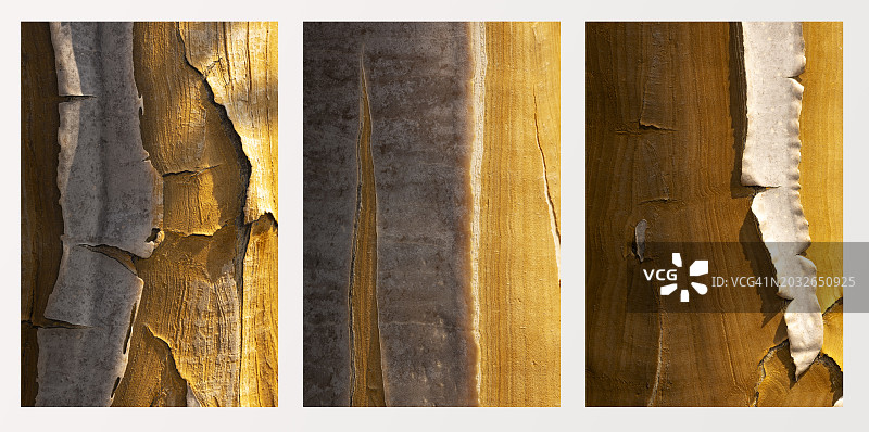 纳米比亚箭筒树树皮细节图图片素材