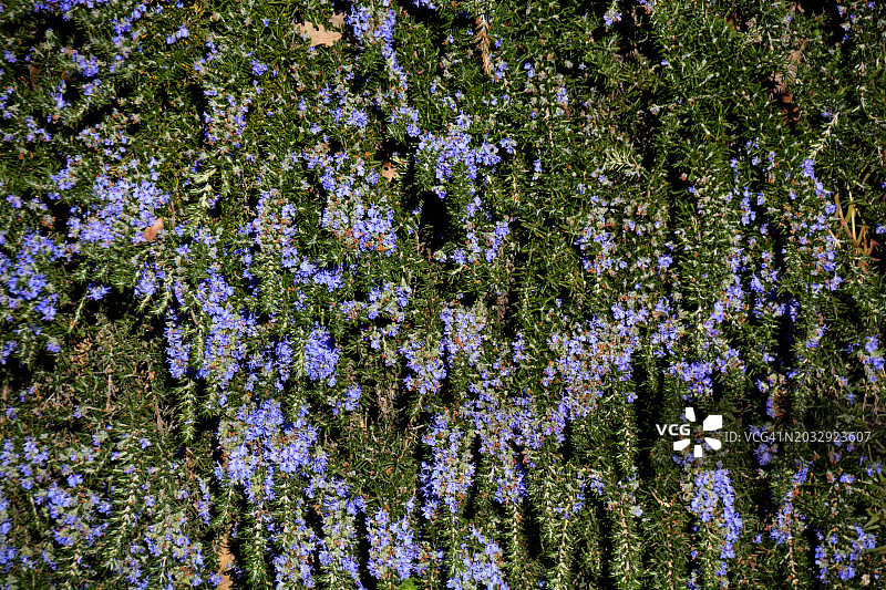 法国盛开的迷迭香图片素材