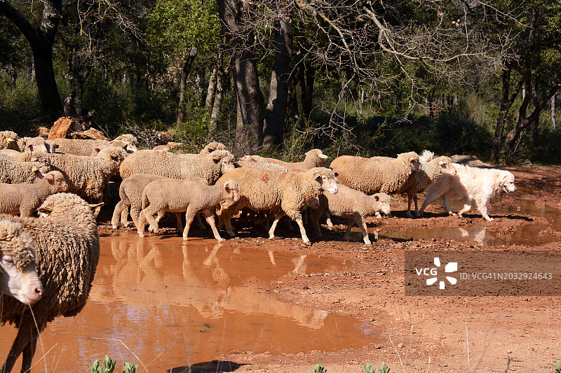 法国一群绵羊图片素材