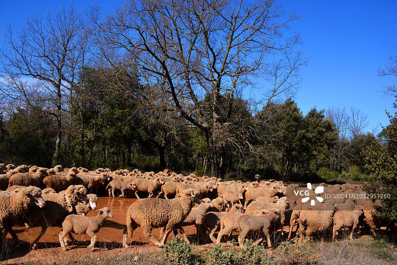 法国一群绵羊图片素材
