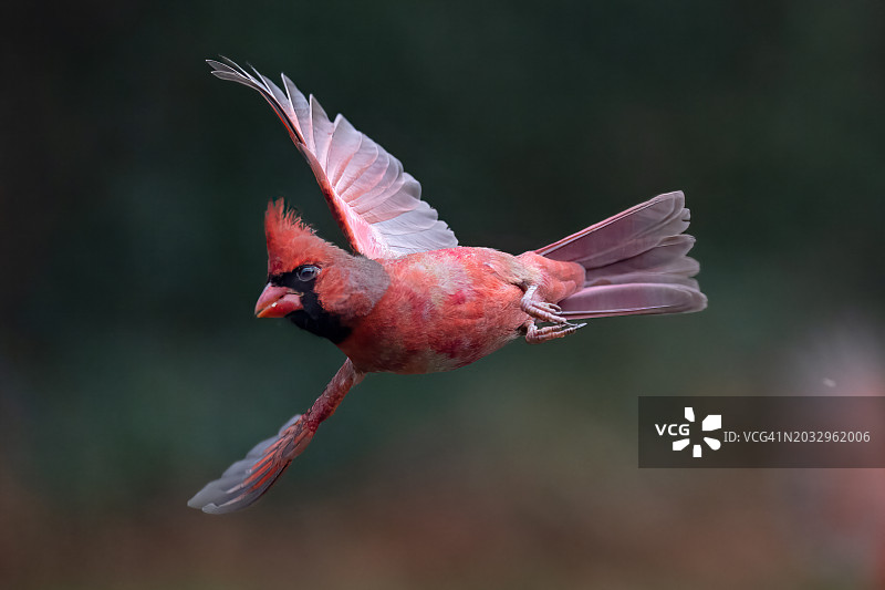 北美红雀在户外飞行的特写，美国宾夕法尼亚州莱维敦图片素材
