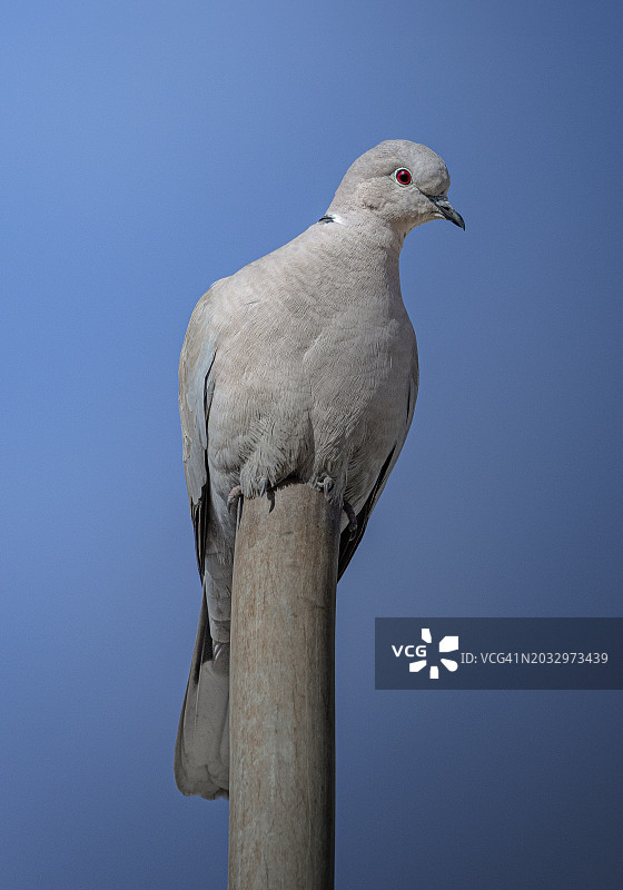 低角度拍摄的栖息在杆子上的海鸥，扎胡，杜霍克，伊拉克图片素材