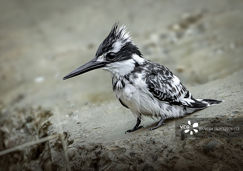 特写：翠鸟栖息在岩石上，扎胡，杜霍克，伊拉克图片素材