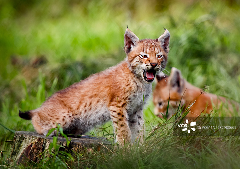 两只小猫。图片素材