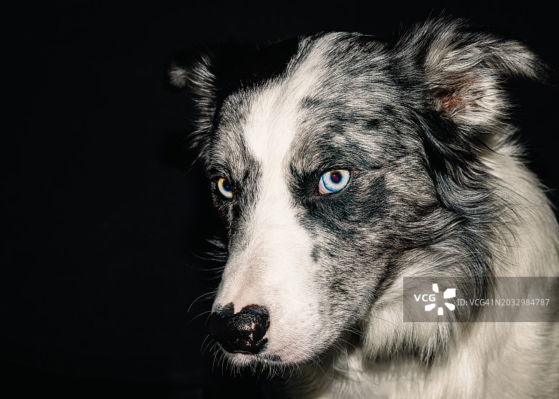 美国密苏里州圣路易斯黑色背景下的纯种牧羊犬特写图片素材