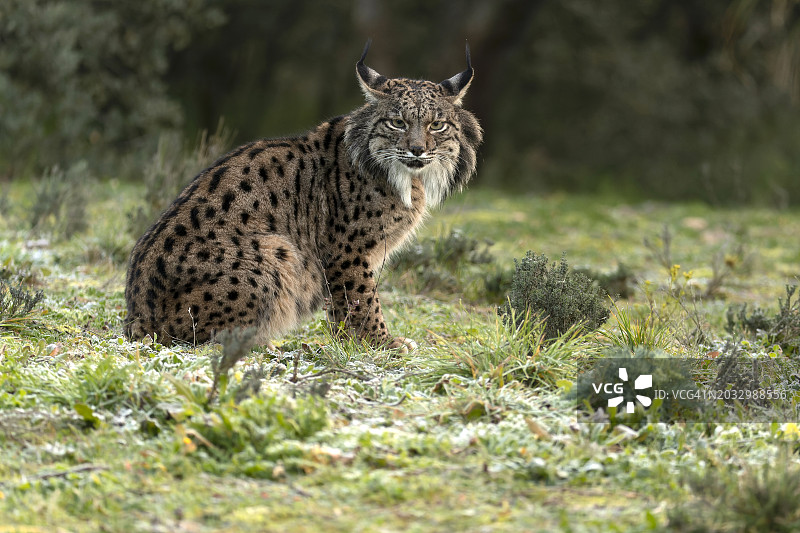 在田野中行走的豹子肖像图片素材