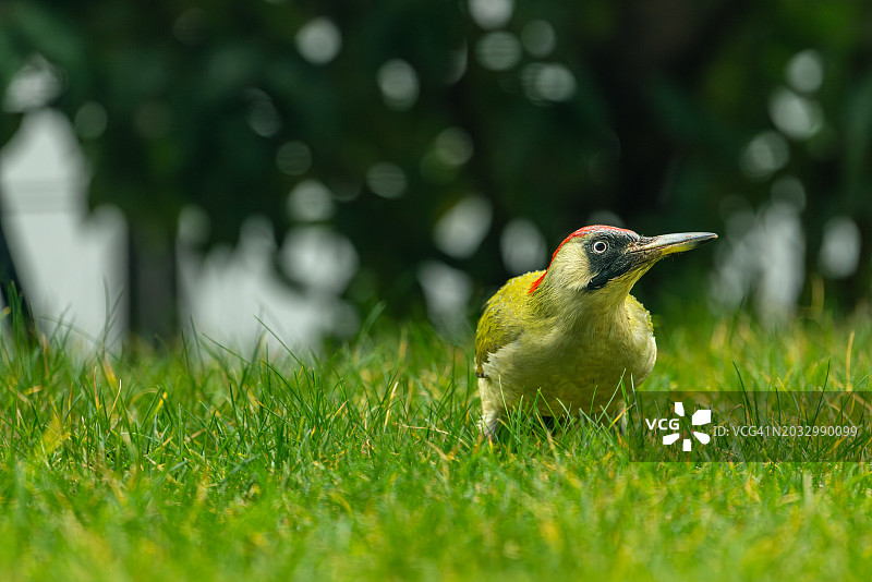 普通翠鸟栖息草地特写图片素材