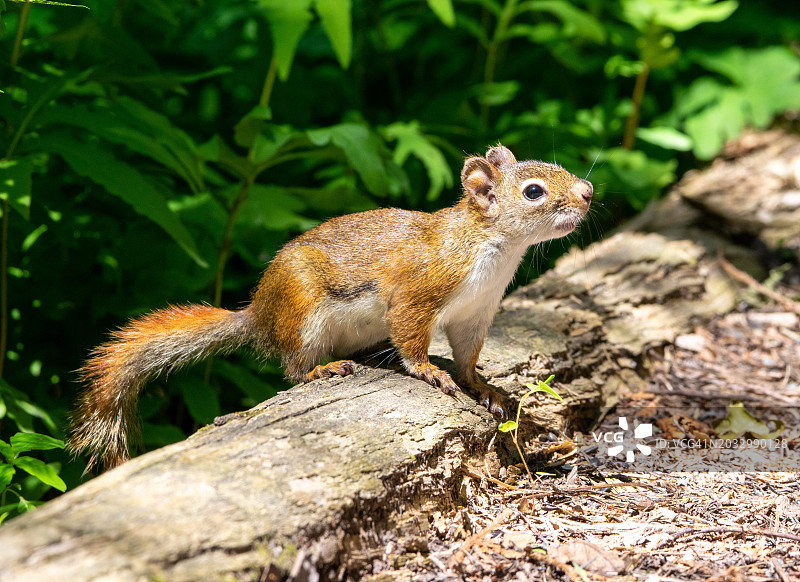松鼠在树干上的特写，加拿大蒙特利尔图片素材