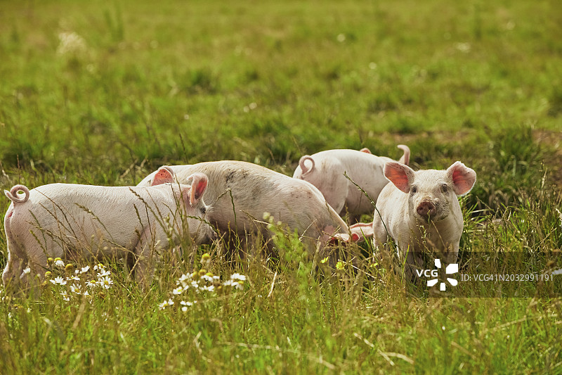 俯视草地上吃草的猪图片素材