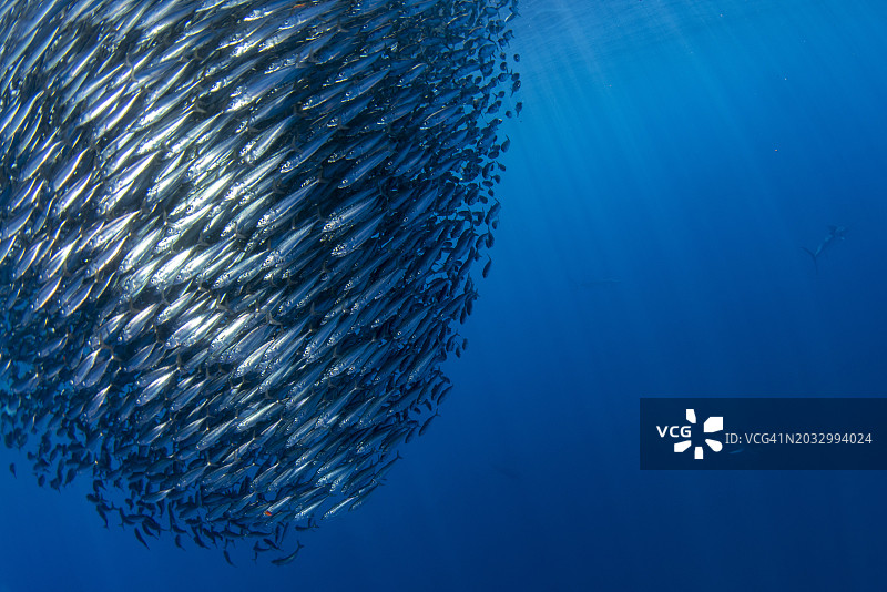 鱼在海中游动（仰视角度）图片素材