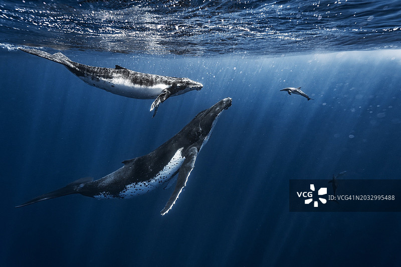 汤加，海中海豚游泳的低角度视图图片素材