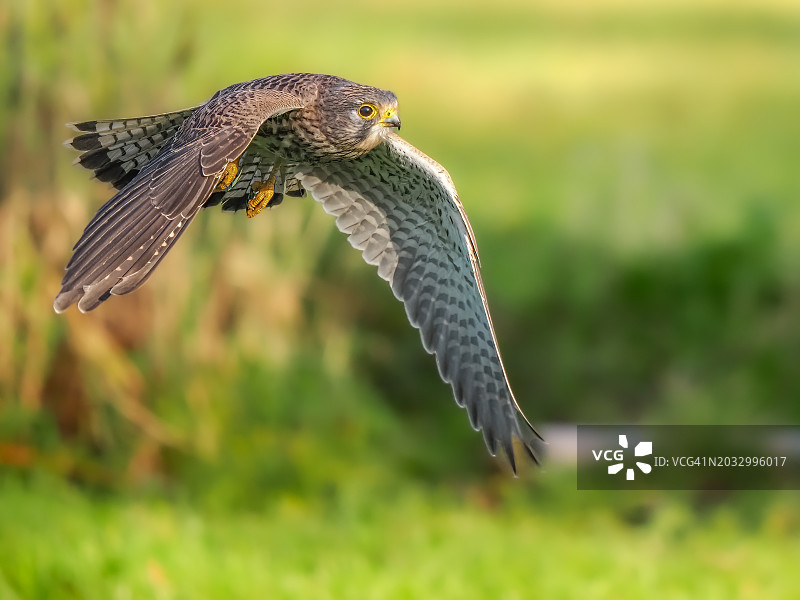 猫头鹰飞越田野的特写镜头图片素材