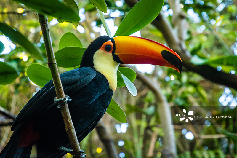 美国加利福尼亚州圣地亚哥，犀鸟栖息在树枝上的特写图片素材