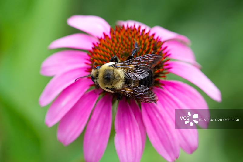 美国俄克拉荷马州塔尔萨粉色花朵上的蜜蜂特写图片素材