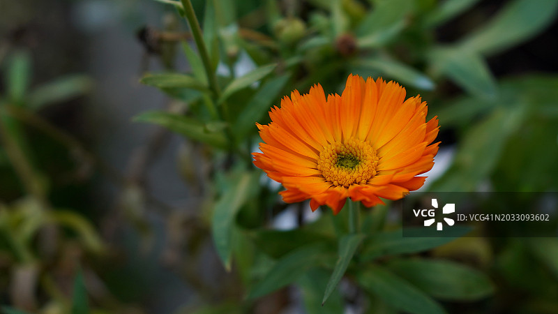 英国格里姆斯比的橙色花朵特写图片素材
