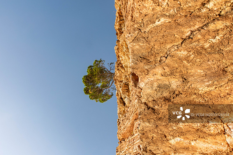 仰视塞尔维亚的蓝天树木图片素材