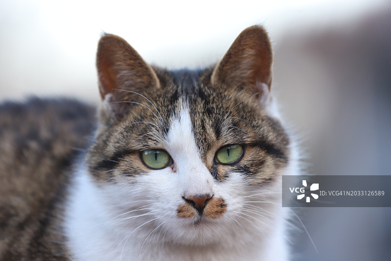 猫咪特写，中国图片素材