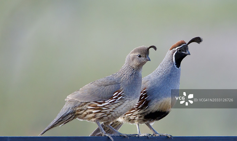 栖息在栏杆上的鸟类特写，美国亚利桑那州图片素材