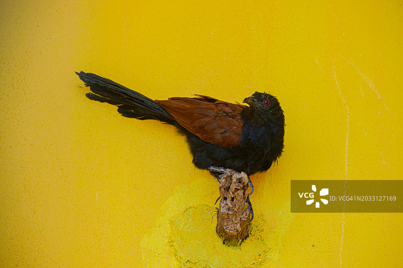 鸦鹃栖息在墙上的特写图片素材