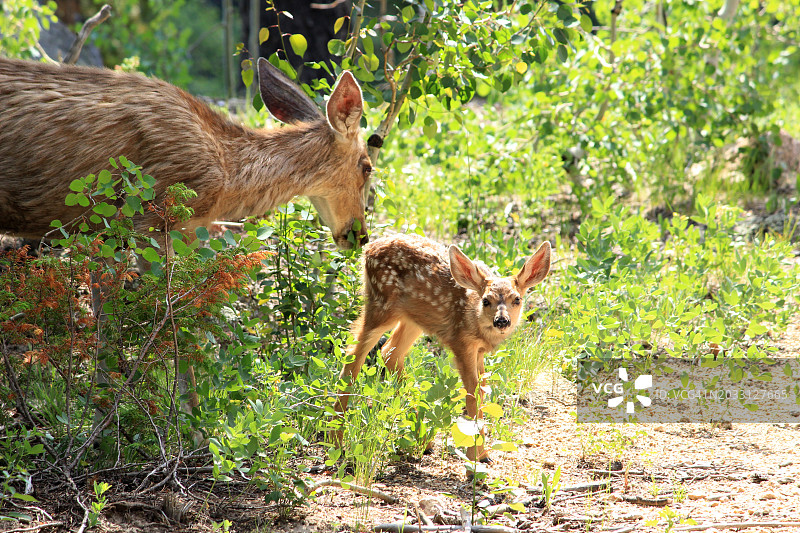 美国科罗拉多州森林中的两只狍子图片素材