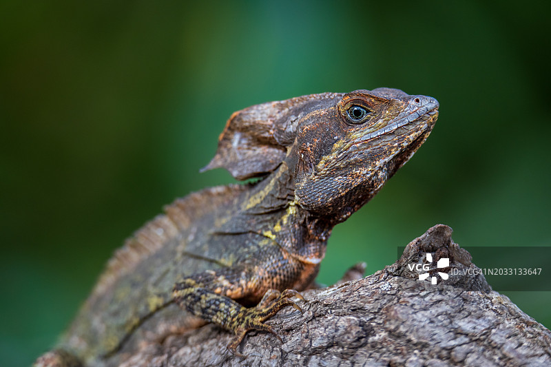 罗勒蜥蜴岩石特写，美国佛罗里达州德尔雷比奇图片素材
