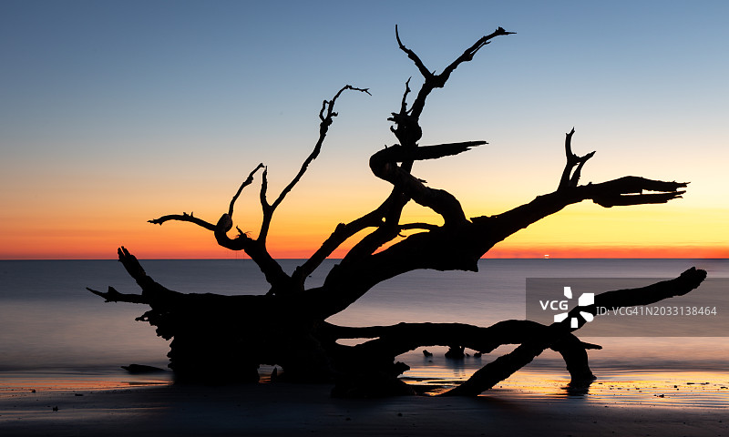 佐治亚州杰基尔岛，夕阳下海边的光秃秃的树轮廓图片素材