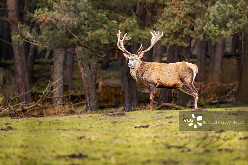 田野上站立的红白相间的牛的侧视图图片素材