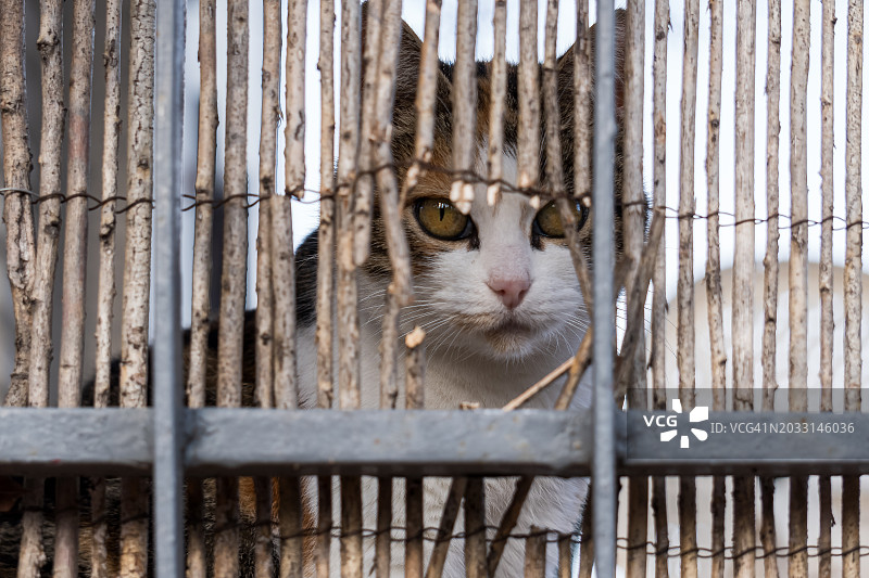笼子里猫的特写 портрет, 意大利维泰博图片素材