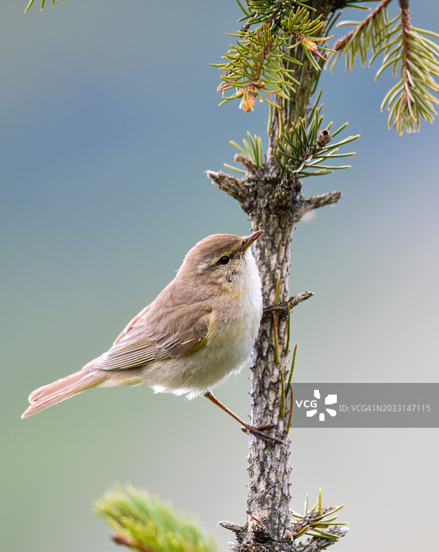 鸣禽栖息在树上的特写图片素材