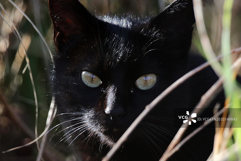 黑猫特写肖像图片素材