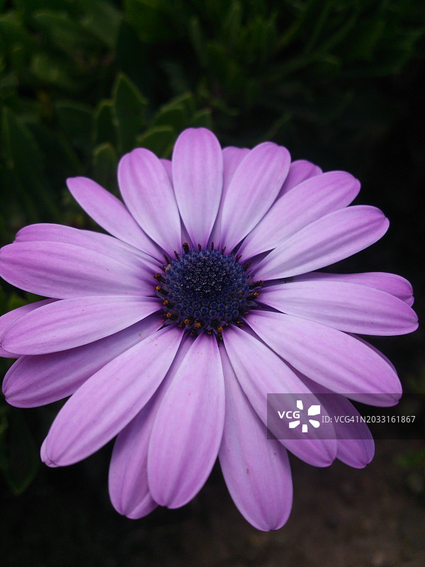 紫色花的特写，墨西哥墨西哥城图片素材