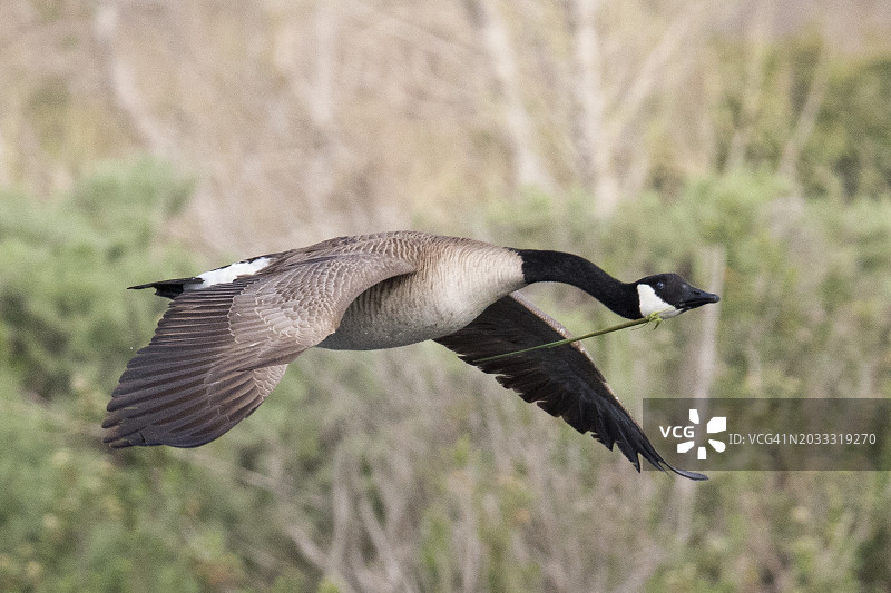 正在衔着筑巢材料飞翔的加拿大鹅图片素材