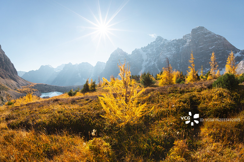 加拿大班夫国家公园十峰谷的落叶松树和阳光图片素材