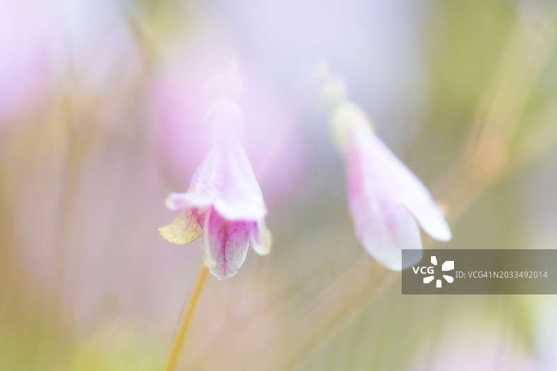 加拿大艾伯塔省坎莫尔附近的粉色双生花图片素材