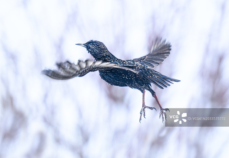 双脚悬空的飞鸟图片素材