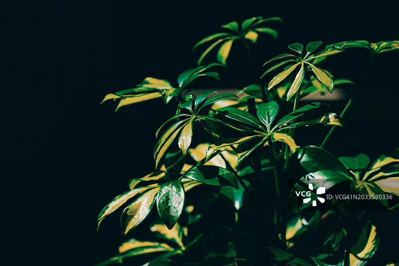 鹅掌柴植物：阳光下鲜亮的绿叶图片素材