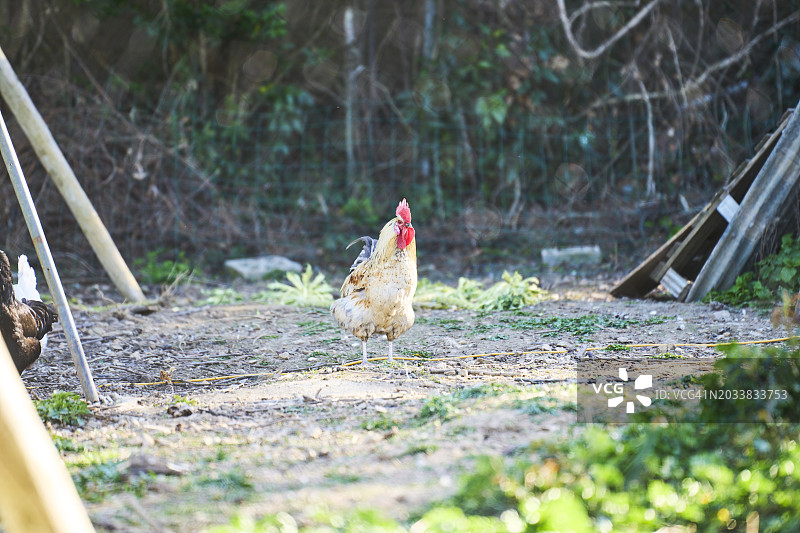 谷仓中带铁丝网的鸡和公鸡的正面照图片素材