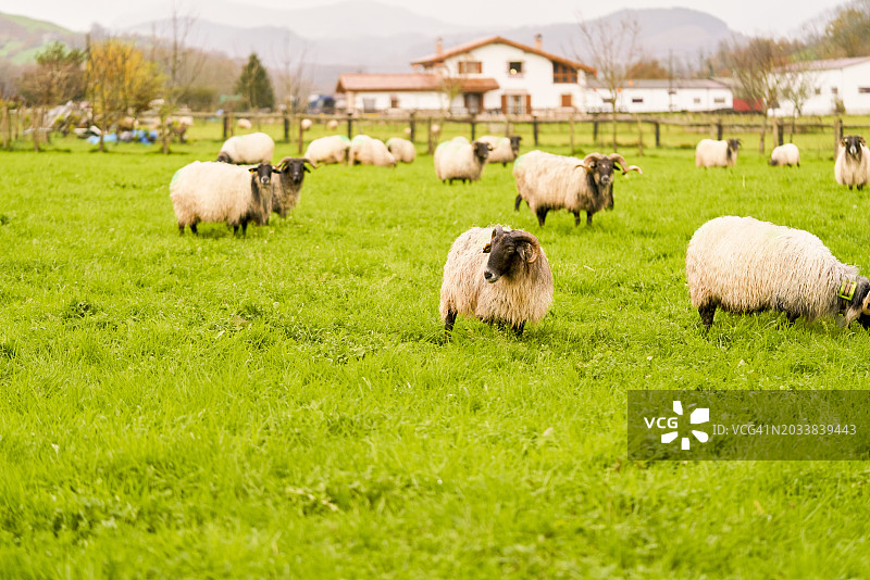 寒冷早晨，草地上羊群吃草，远处是乡村房屋图片素材