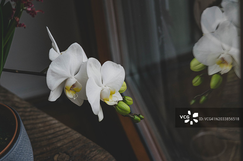 白色的兰花图片素材