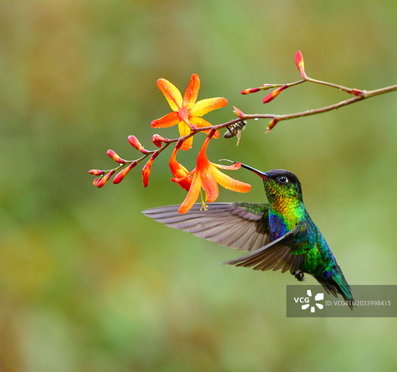 在哥斯达黎加觅食的火喉蜂鸟图片素材