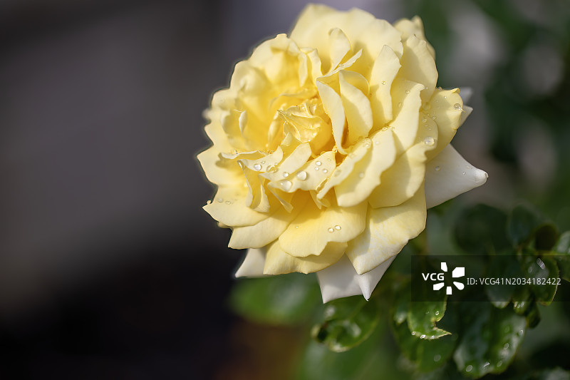 雨后的黄色玫瑰图片素材