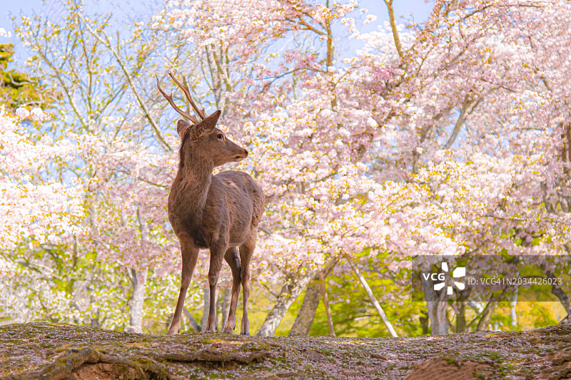 奈良公园春季的樱花树与奈良鹿图片素材