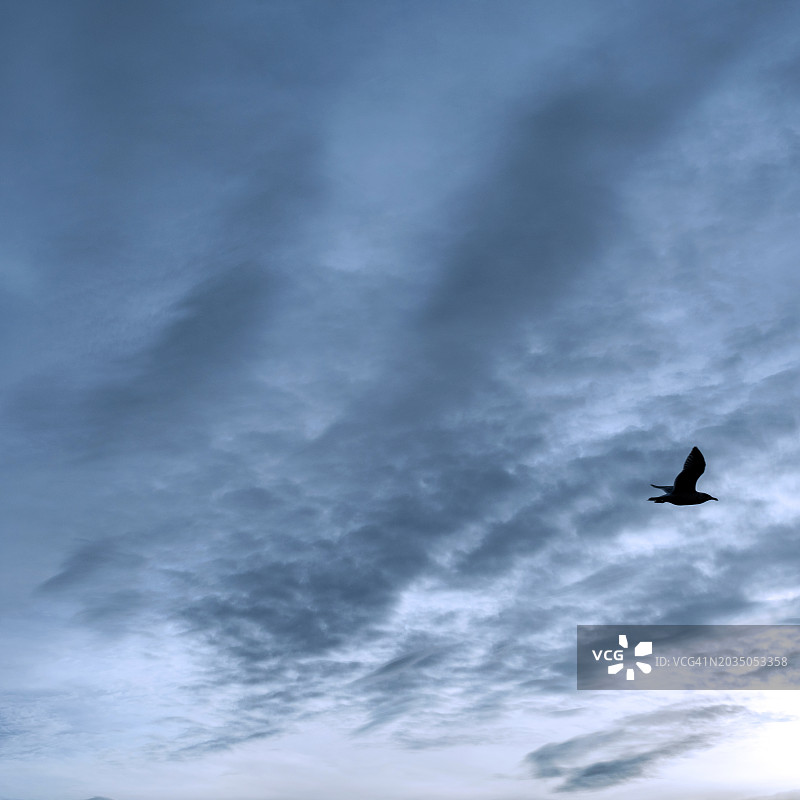 暴风雨夜晚飞翔的鸟图片素材