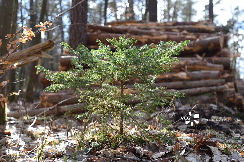 小云杉图片素材