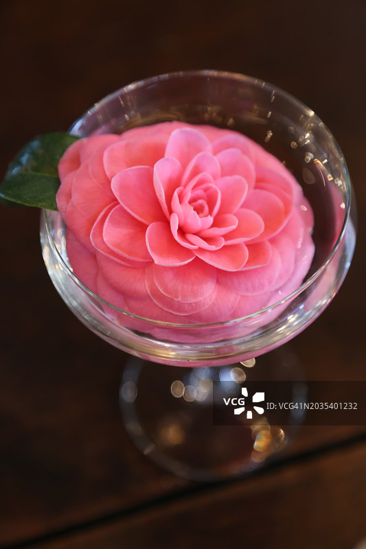 香槟杯中的粉色山茶花图片素材