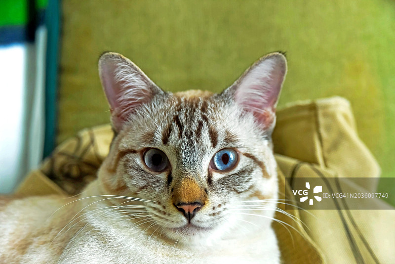 蓝眼睛虎斑猫直视镜头特写图片素材