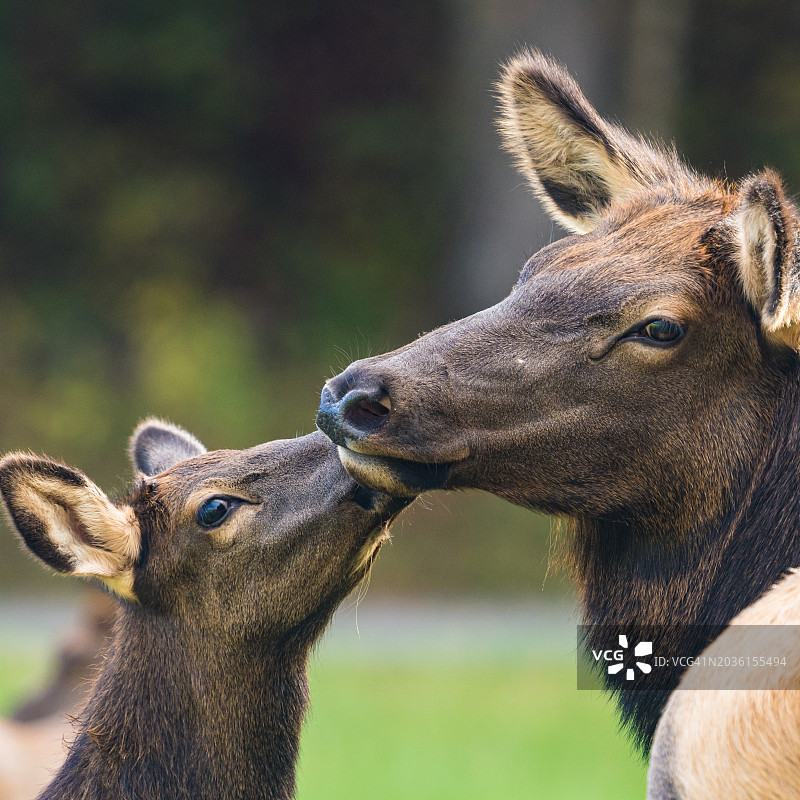 麋鹿妈妈和小鹿特写图片素材