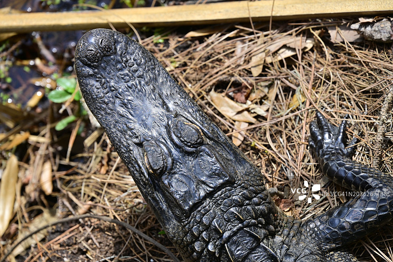 美国鳄鱼图片素材