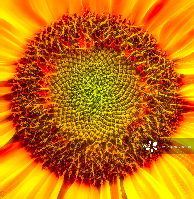 鲜艳向日葵的细节图片素材