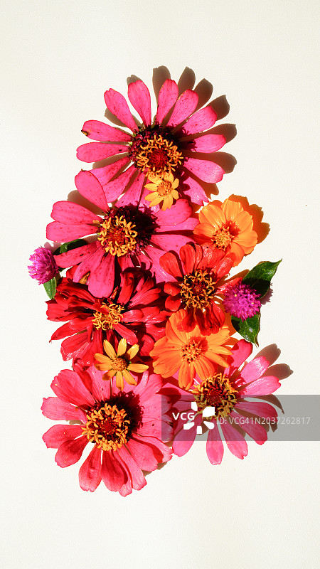 红色向日葵壁纸平铺图图片素材